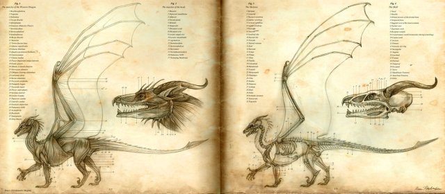 anatomy_of_the_western_dragon_by_katepfeilschiefter-d3iy3c7
